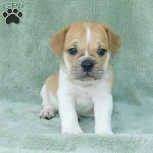 Charlie, Miniature Bulldog Puppy